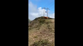 Bemused bovine stays calm as eagle tries to scare animal
