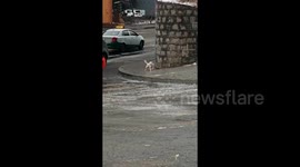 Heartwarming moment passerby helps puppy struggling up icy slope
