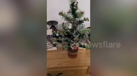 Britain's 'oldest Christmas tree' on display for 94th year