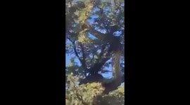 Giant Rock Python Spotted: A Majestic Serpent in its Natural Habitat