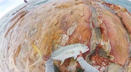 Huge grouper snatches prized catch right from fisherman's hands in Australia