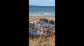 Calm ocean waves along an unspoiled shoreline in Grayton Beach, Florida