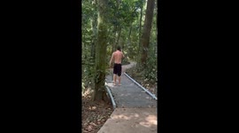 Southern cassowary follows hikers at Cape Tribulation in Queensland, Australia