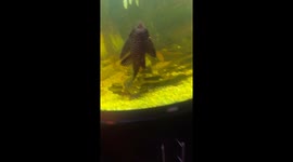 Pleco catfish amusingly scrapes tank in Galway, Ireland
