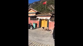 Valais Blacknose sheep chases a little boy in Xizang, China