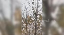 Struggle ensues as leopard gets trapped upside down in towering tree, eventually rescued following hour-long effort