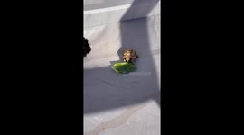 Guinea pig steals lettuce from tortoise in Sahuarita, Arizona, USA