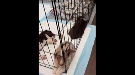 Adorable Australian Shepherd puppies nap and nibble in Atlanta, USA