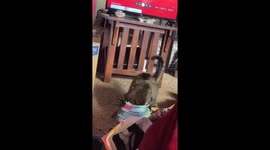 Curious cat gets her head stuck in toy repeatedly in Columbus, Ohio, USA