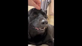Relaxed dog enjoys gentle massage in Taichung, Taiwan