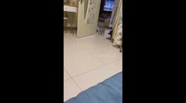 Adorable puppy stretches and yawns in Shandong, China