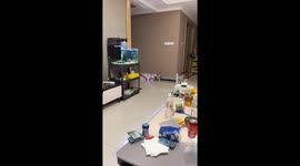 Mischievous cat tumbles while exploring boxes in Shandong, China