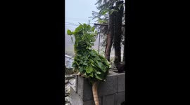 Adorable cat camouflaged in leaves in Guizhou, China