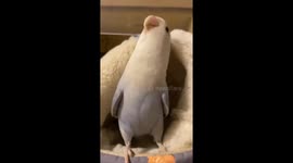 Cute parrot makes adorable sounds in Hunan, China