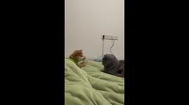 Cat playfully punches dog on bed in Jiangsu, China