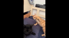 Small cat cautiously swats at bigger cat in Jiangxi, China