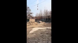 Powerful tiger leaps to grab hanging meat at zoo in Henan, China