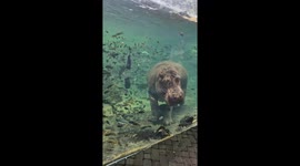 Hippo waves at visitors in Valencia’s Bioparc—TikTok clip reaches 285.8K views
