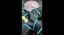 Bengal cat launches balls from tunnel in Peachtree Corners, USA