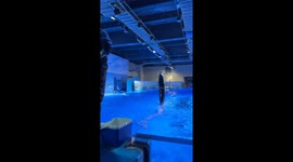 Dolphin appears to walk upright on water in Fujian, China