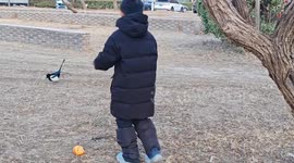 Magpie chases teasing boy in Tianjin, China