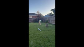 Playful backyard tumble between two pet dogs in Melbourne, Australia