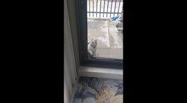 Clever kitten opens door on its own in Xinjiang, China
