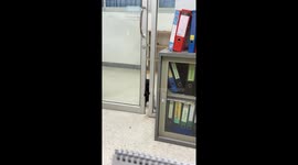 Pet cat seen struggling to squeeze through glass door to enter an office