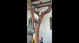 Mother cat seen dangerously carrying kitten through tree