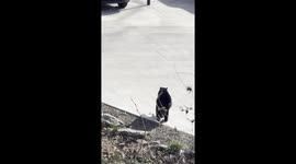 Black Bear Breaks Into Asheville Truck