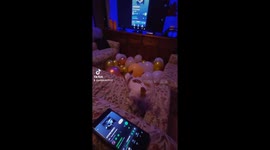 Jack Russell's 4th Birthday Balloon Party: Watch His Joy!Celebrating Four Years of Fun: Jack Russell's Balloon Extravaganza