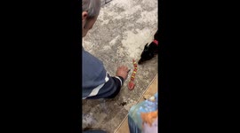 Father struggles to catch jumping frogs in Khabarovsk, Russia