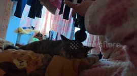 Cat relaxes as owner uses massage gun in Jiangxi, China