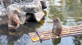 Monkey rows bamboo raft to comfort lonely friend in Jiangsu, China
