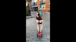 Bonnie Scoots Through Town Centre