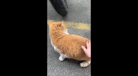 Kitten enjoys gentle patting in Sichuan, China