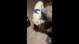 Small dog hilariously resists electric paw cleaner in relatable pet-care fail