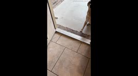 Poor Dogs Left Outside for Over a Minute