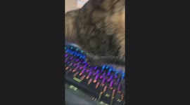 Cat Searches For Six Seven