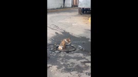 Dog Takes a Bath in a Puddle