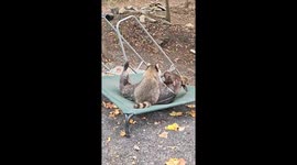 Raccoon and Dog Playing