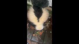 Released Skunk Returns to Rehab