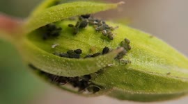 Stunning super macro footage of ants tending aphids in perfect symbiosis. Ants 'milk' the aphids for sweet honeydew while fiercely protecting them from predators. Natural, unedited. No sound