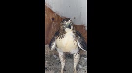 Hawk breaks into pigeon coop, eats two pigeons - viral video