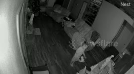 Child startled by moving elf decoration at home in Walker, USA