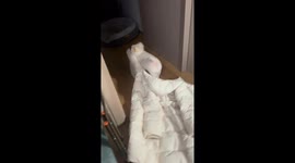 Playful dog drags family jacket across floor in Seoul, South Korea