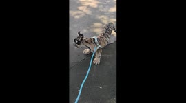 Dog panics after spotting tiger cub in Henan, China