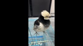 Black-collared starling chick adorably mimics chicken sounds in Hainan, China
