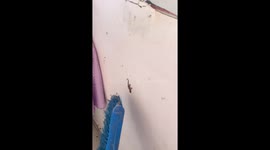 Lizard emits loud call noise when tapped in Henan, China