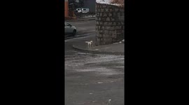Dog struggles on icy sidewalk in Jilin, China